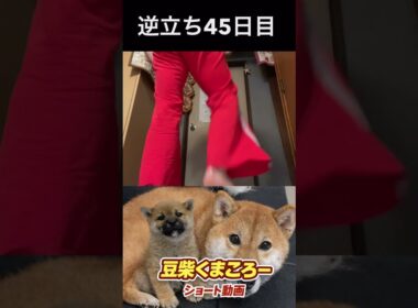 #柴犬 　#くまころー　#ポイポイポー君三世　#犬好きと繋がりたい