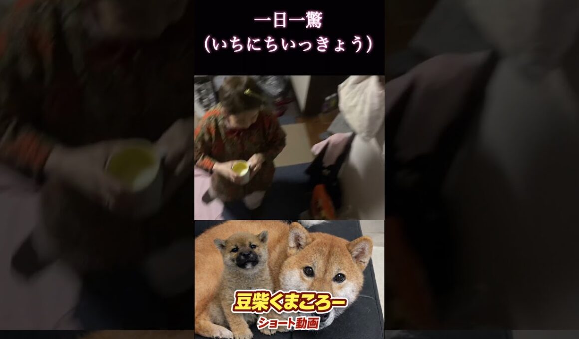 #柴犬 　#くまころー　#ポイポイポー君三世　#犬好きと繋がりたい