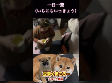 #柴犬 　#くまころー　#ポイポイポー君三世　#犬好きと繋がりたい