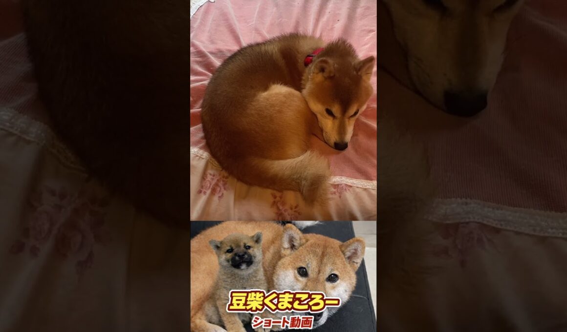 #柴犬 　#くまころー　#ポイポイポー君三世　#犬好きと繋がりたい