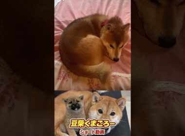 #柴犬 　#くまころー　#ポイポイポー君三世　#犬好きと繋がりたい