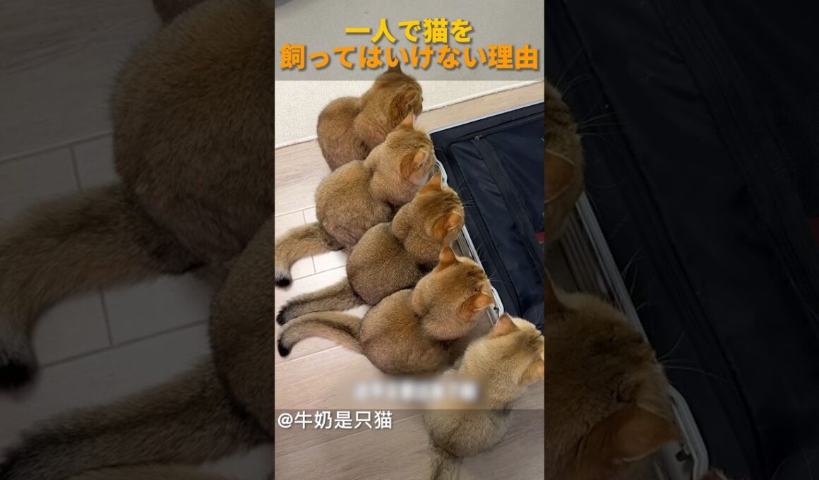 一人で猫を飼ってはいけない理由