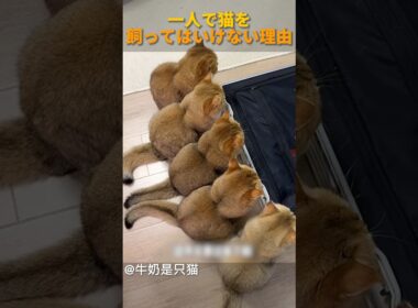 一人で猫を飼ってはいけない理由