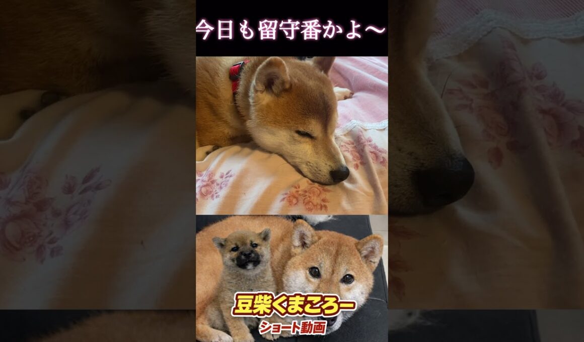 #柴犬 　#くまころー　#ポイポイポー君三世　#犬好きと繋がりたい