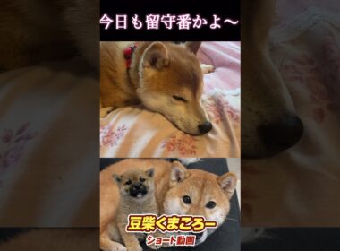 #柴犬 　#くまころー　#ポイポイポー君三世　#犬好きと繋がりたい