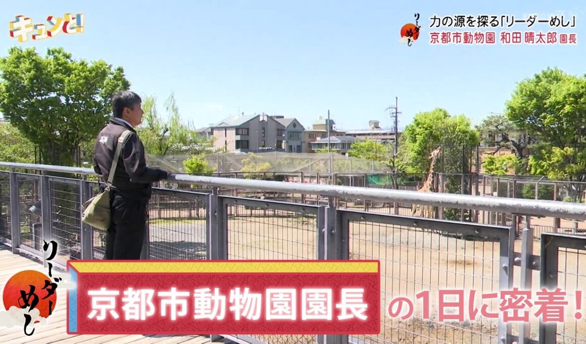 【京都市動物園園長に密着！】リーダーめし／京都経済テラス　キュンと！