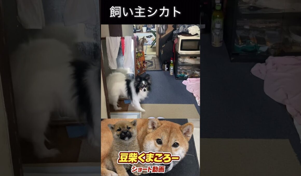 #柴犬 　#くまころー　#ポイポイポー君三世　#犬好きと繋がりたい