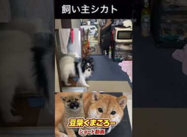 #柴犬 　#くまころー　#ポイポイポー君三世　#犬好きと繋がりたい