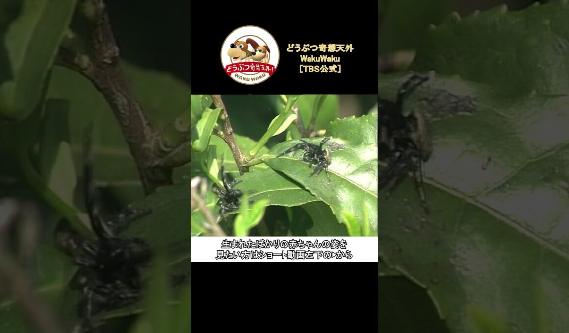 絶対に押さない相撲から、本気のぶつかり合いに変わる！【どうぶつ奇想天外／WAKUWAKU】