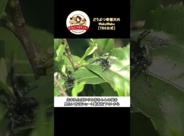 絶対に押さない相撲から、本気のぶつかり合いに変わる！【どうぶつ奇想天外／WAKUWAKU】