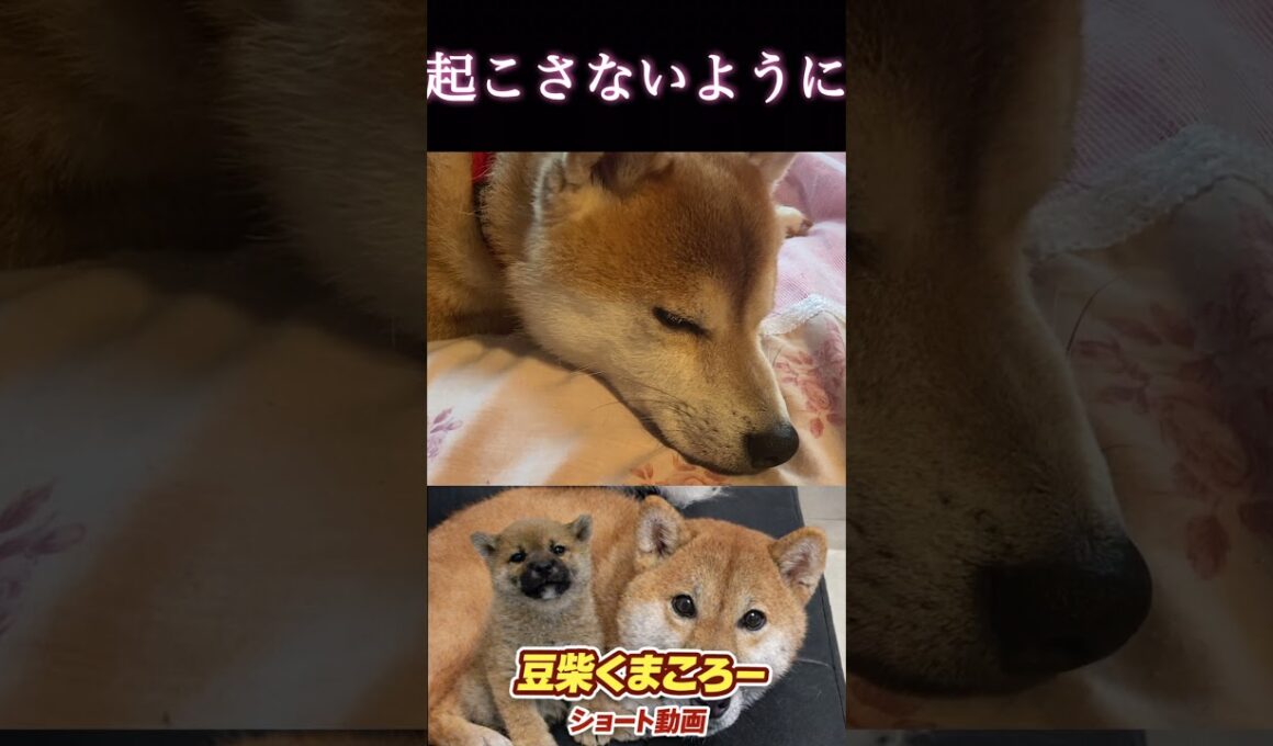 現場身支度まえ　#柴犬 　#くまころー　#ポイポイポー君三世　#犬好きと繋がりたい