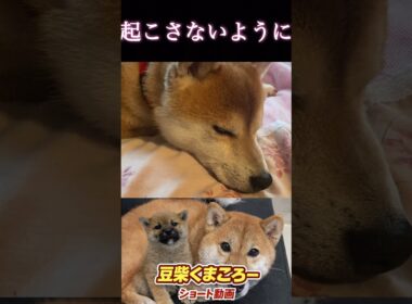 現場身支度まえ　#柴犬 　#くまころー　#ポイポイポー君三世　#犬好きと繋がりたい