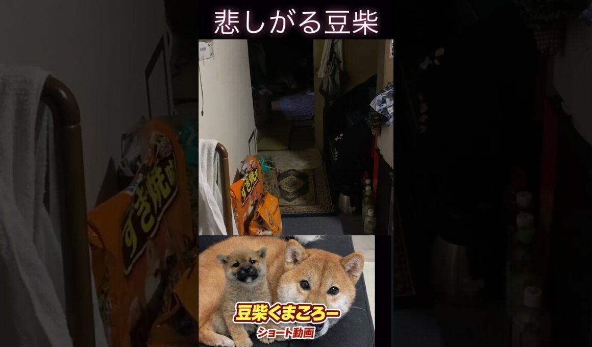#柴犬 　#くまころー　#ポイポイポー君三世　#犬好きと繋がりたい