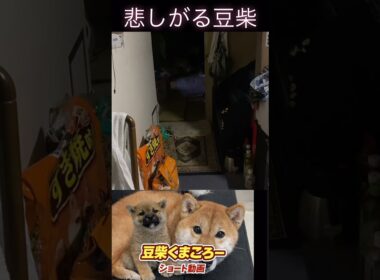 #柴犬 　#くまころー　#ポイポイポー君三世　#犬好きと繋がりたい