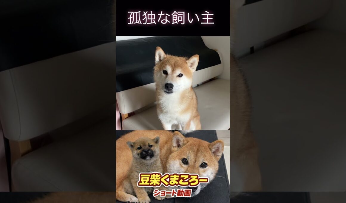 #柴犬 　#くまころー　#ポイポイポー君三世　#犬好きと繋がりたい