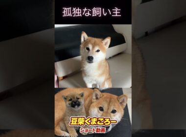 #柴犬 　#くまころー　#ポイポイポー君三世　#犬好きと繋がりたい