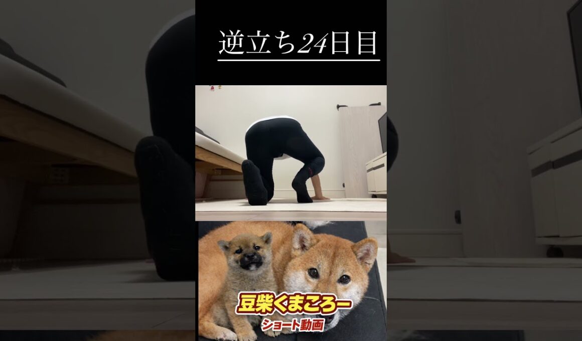 #柴犬 　#くまころー　#ポイポイポー君三世　#犬好きと繋がりたい