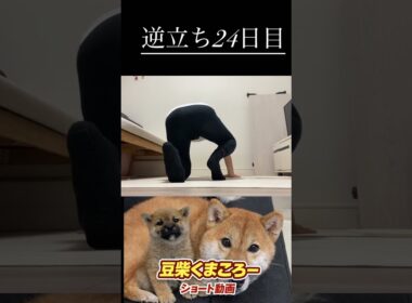 #柴犬 　#くまころー　#ポイポイポー君三世　#犬好きと繋がりたい