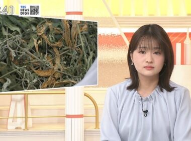 【画像】今日の篠原梨菜さん　4.2