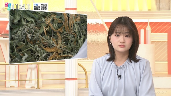 【画像】今日の篠原梨菜さん　4.2