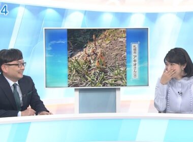 【画像】今日の松本真季さん　4.9