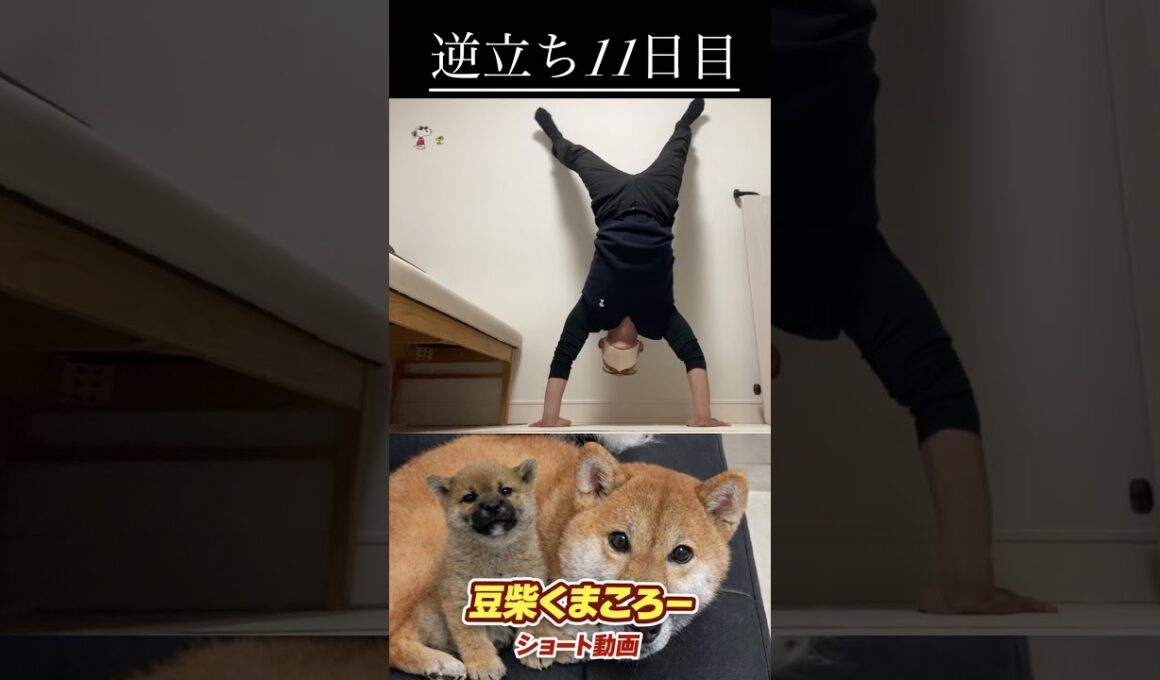 #柴犬 　#くまころー　#ポイポイポー君三世　#犬好きと繋がりたい