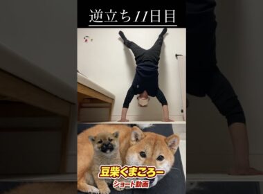 #柴犬 　#くまころー　#ポイポイポー君三世　#犬好きと繋がりたい