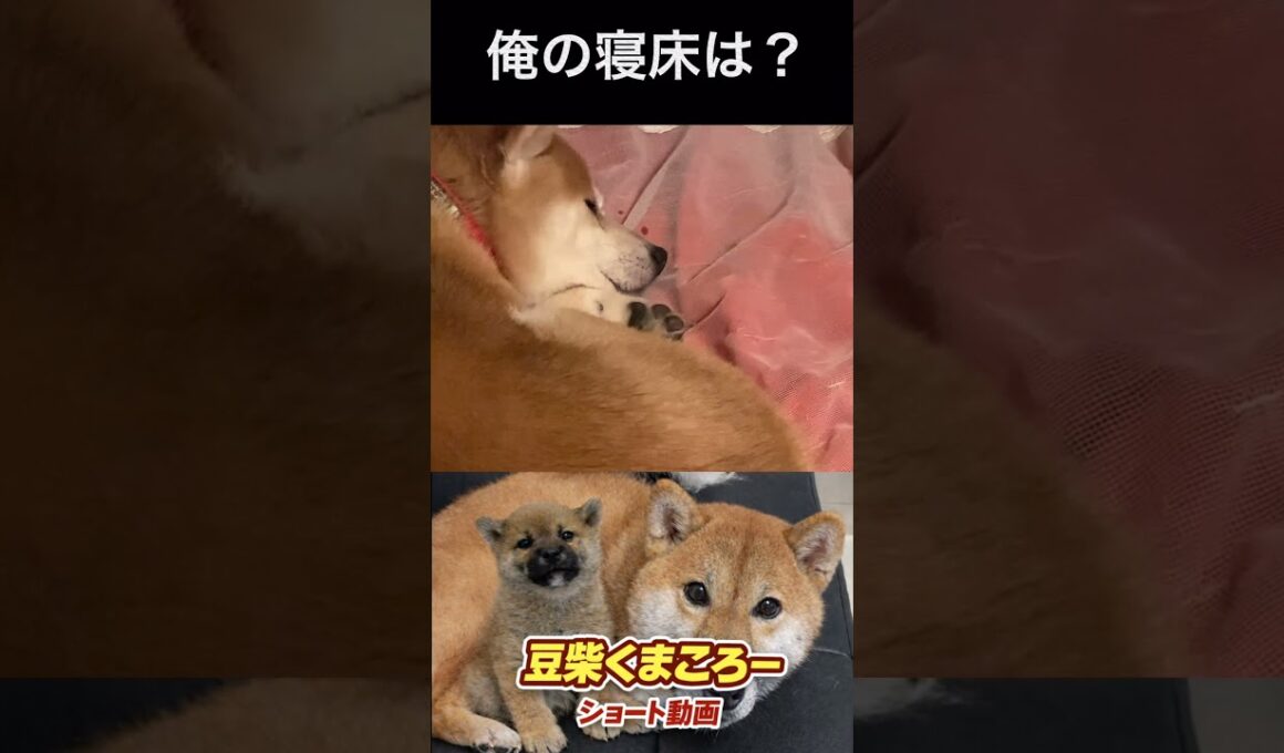#柴犬 　#くまころー　#ポイポイポー君三世　#犬好きと繋がりたい