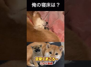#柴犬 　#くまころー　#ポイポイポー君三世　#犬好きと繋がりたい