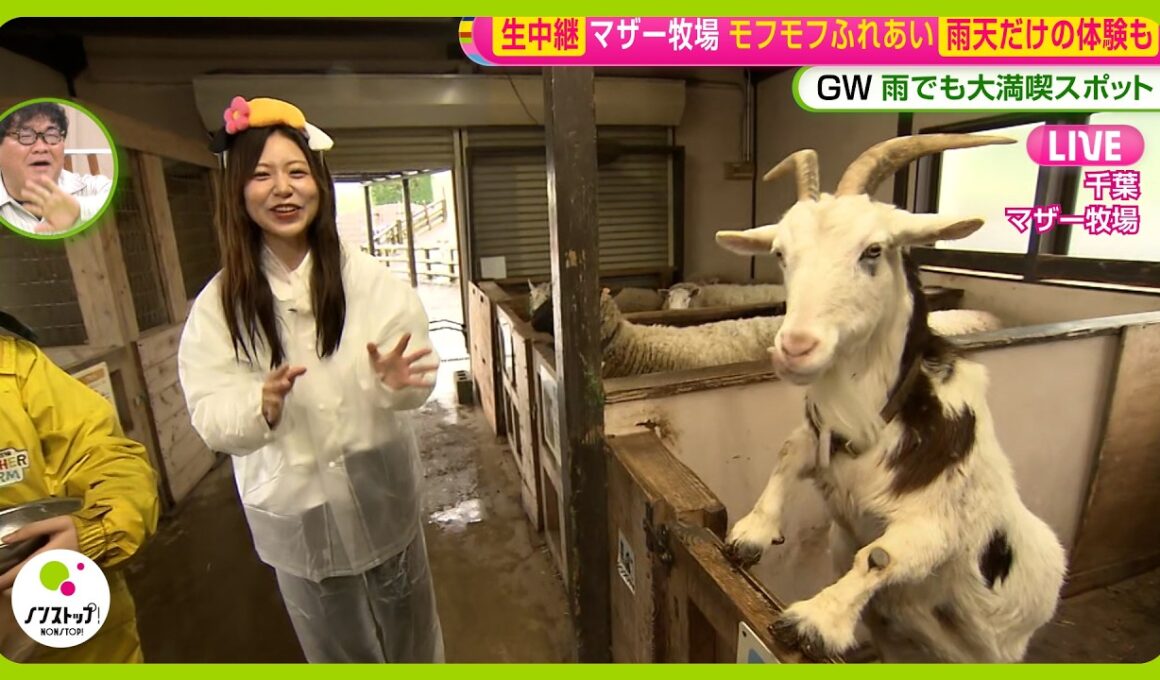 【GWオススメ】“動物がちょっと苦手？”小山内アナが雨のマザー牧場でふれあい体験リポート 乳しぼり・餌やり・雨宿り中のカピバラに接近！【ノンストップ！】