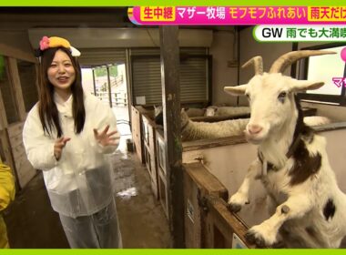 【GWオススメ】“動物がちょっと苦手？”小山内アナが雨のマザー牧場でふれあい体験リポート 乳しぼり・餌やり・雨宿り中のカピバラに接近！【ノンストップ！】