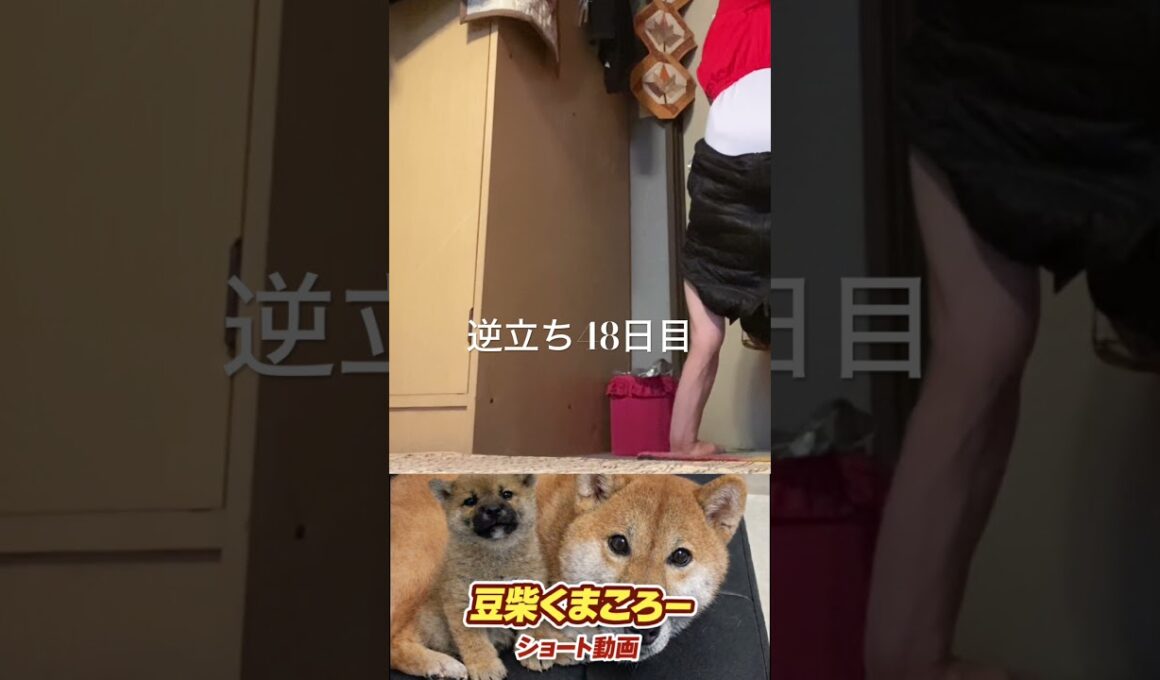 #柴犬 　#くまころー　#ポイポイポー君三世　#犬好きと繋がりたい