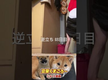 #柴犬 　#くまころー　#ポイポイポー君三世　#犬好きと繋がりたい