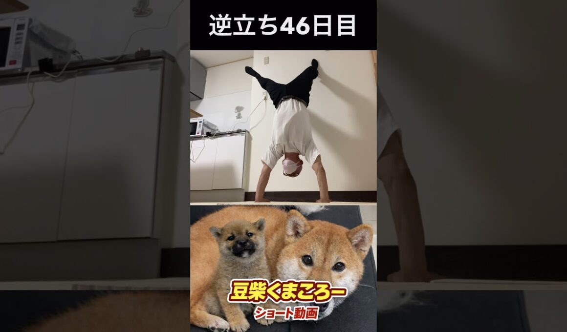 #柴犬 　#くまころー　#ポイポイポー君三世　#犬好きと繋がりたい