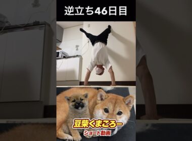 #柴犬 　#くまころー　#ポイポイポー君三世　#犬好きと繋がりたい