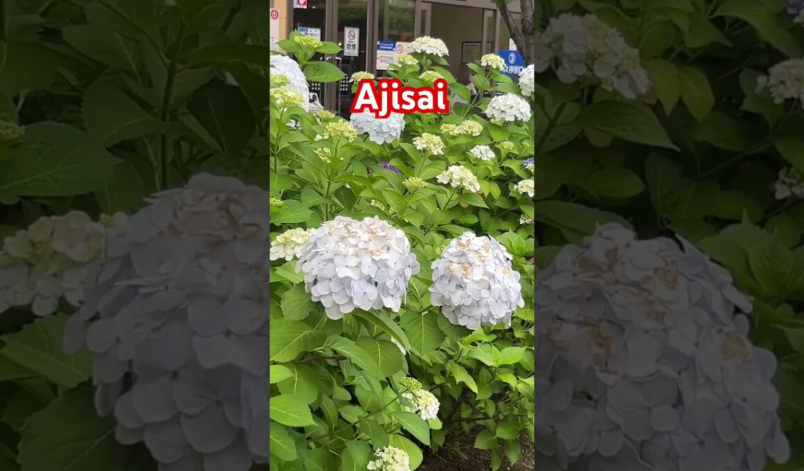 The Hydrangea(紫陽花, アジサイ, ajisai ) is a popular flower in Japan.