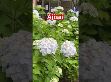 The Hydrangea(紫陽花, アジサイ, ajisai ) is a popular flower in Japan.