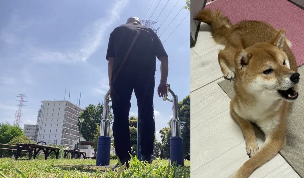 【孤独の56歳】逆立ち中に限界→主役交代しました（豆柴くまころー写真集）