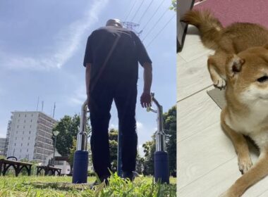 【孤独の56歳】逆立ち中に限界→主役交代しました（豆柴くまころー写真集）