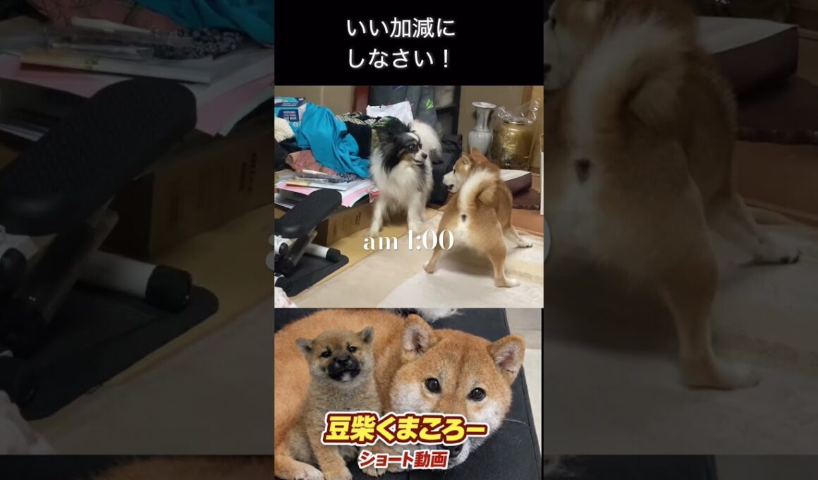 うるさい！　#柴犬 　#くまころー　#ポイポイポー君三世　#犬好きと繋がりたい