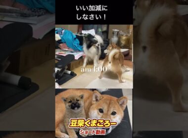 うるさい！　#柴犬 　#くまころー　#ポイポイポー君三世　#犬好きと繋がりたい