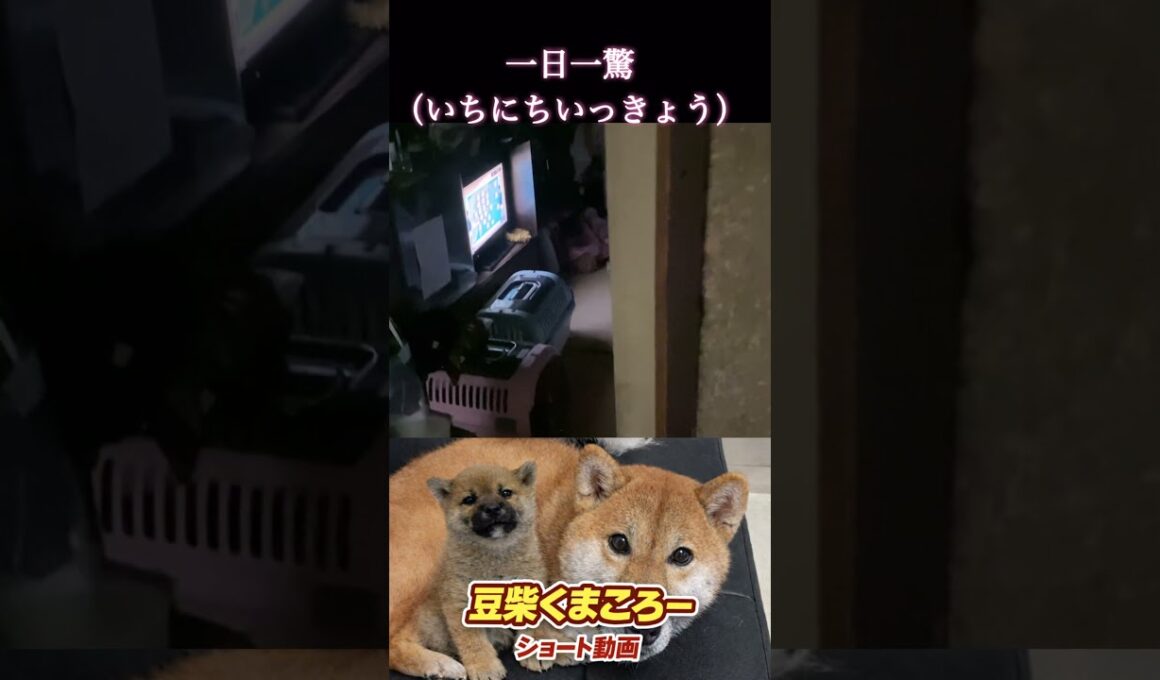安否確認　#柴犬 　#くまころー　#ポイポイポー君三世　#犬好きと繋がりたい