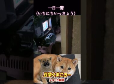 安否確認　#柴犬 　#くまころー　#ポイポイポー君三世　#犬好きと繋がりたい