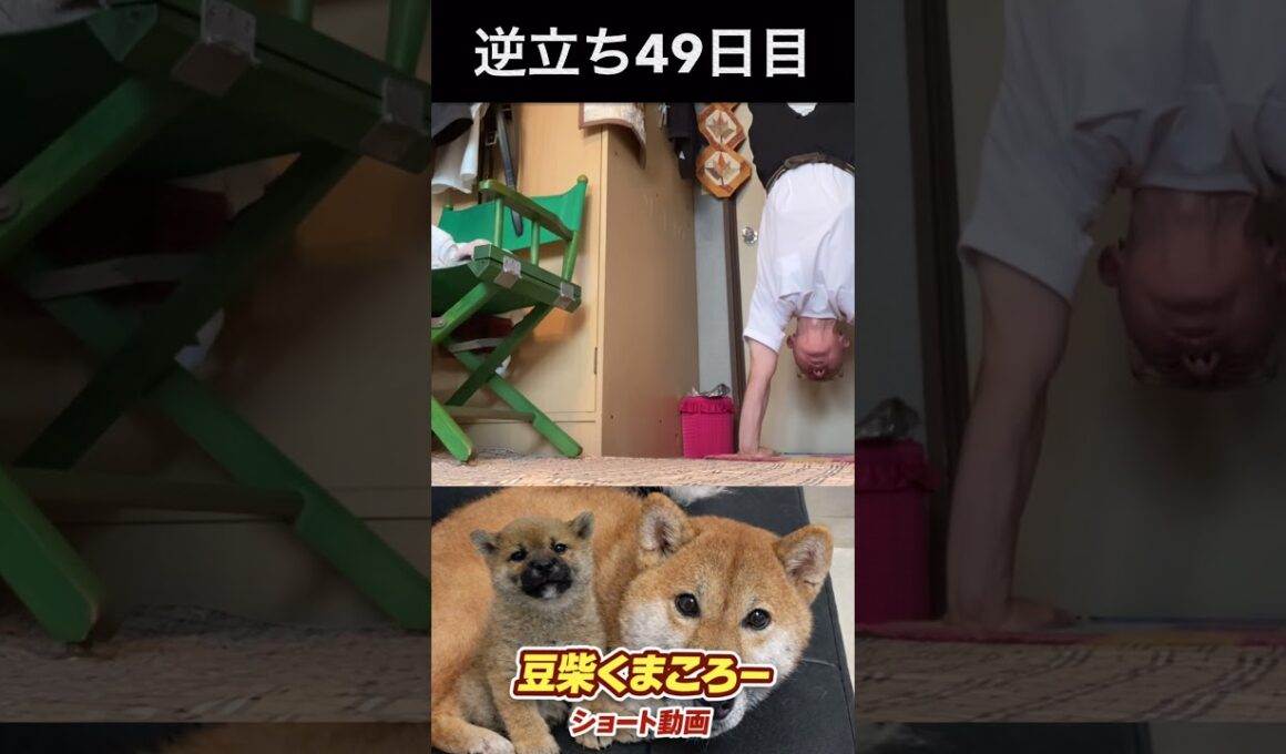 柴犬飼い主　#柴犬 　#くまころー　#ポイポイポー君三世　#犬好きと繋がりたい