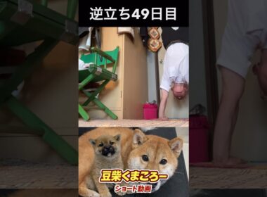 柴犬飼い主　#柴犬 　#くまころー　#ポイポイポー君三世　#犬好きと繋がりたい