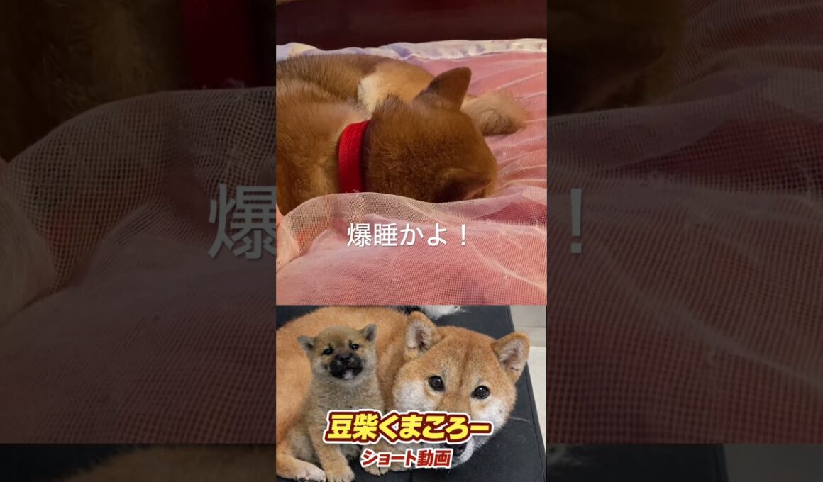 俺の寝場所は？#柴犬 　#くまころー　#ポイポイポー君三世　#犬好きと繋がりたい