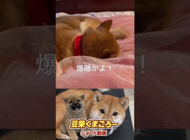 俺の寝場所は？#柴犬 　#くまころー　#ポイポイポー君三世　#犬好きと繋がりたい