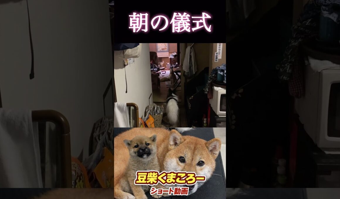 #柴犬 　#くまころー　#ポイポイポー君三世　#犬好きと繋がりたい