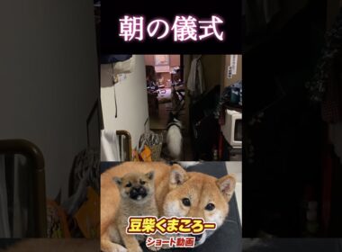#柴犬 　#くまころー　#ポイポイポー君三世　#犬好きと繋がりたい