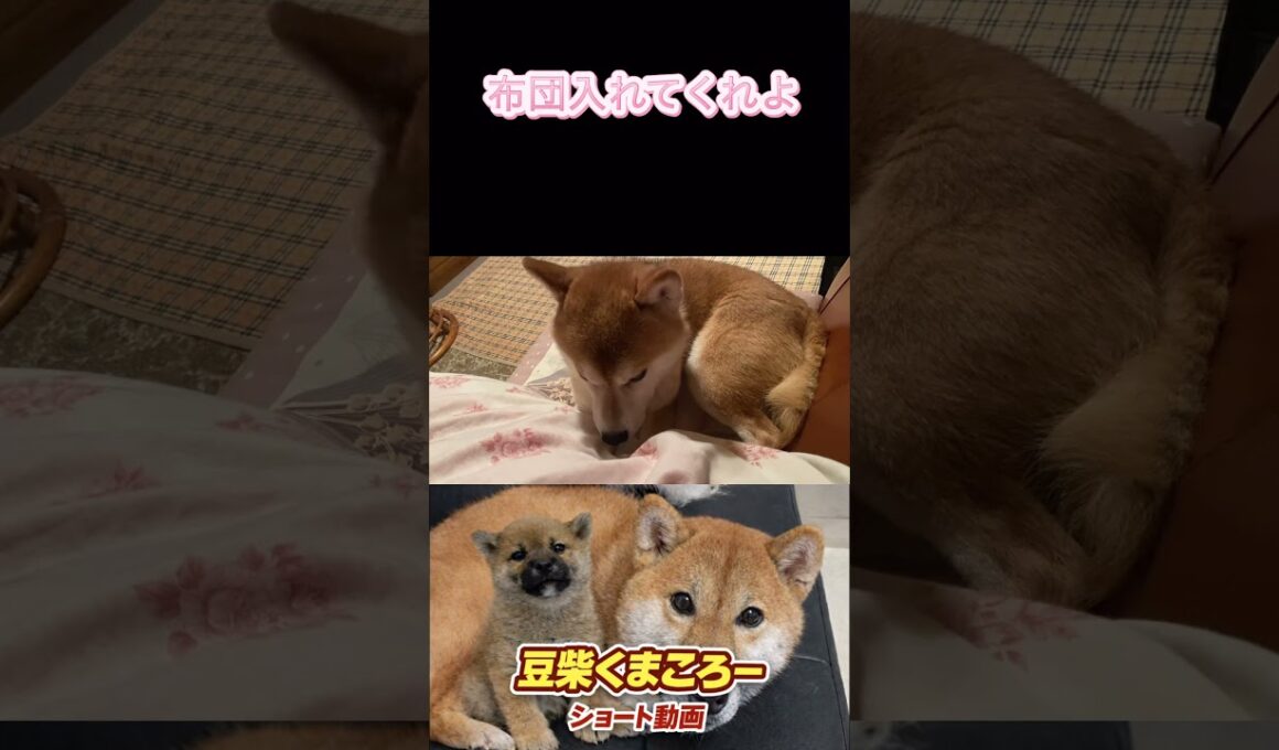 俺も入れろよ！　#柴犬 　#くまころー　#ポイポイポー君三世　#犬好きと繋がりたい
